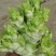 翠绿色芽包环绕，肉质洁白细嫩！宝藏蔬菜：儿菜上市！
