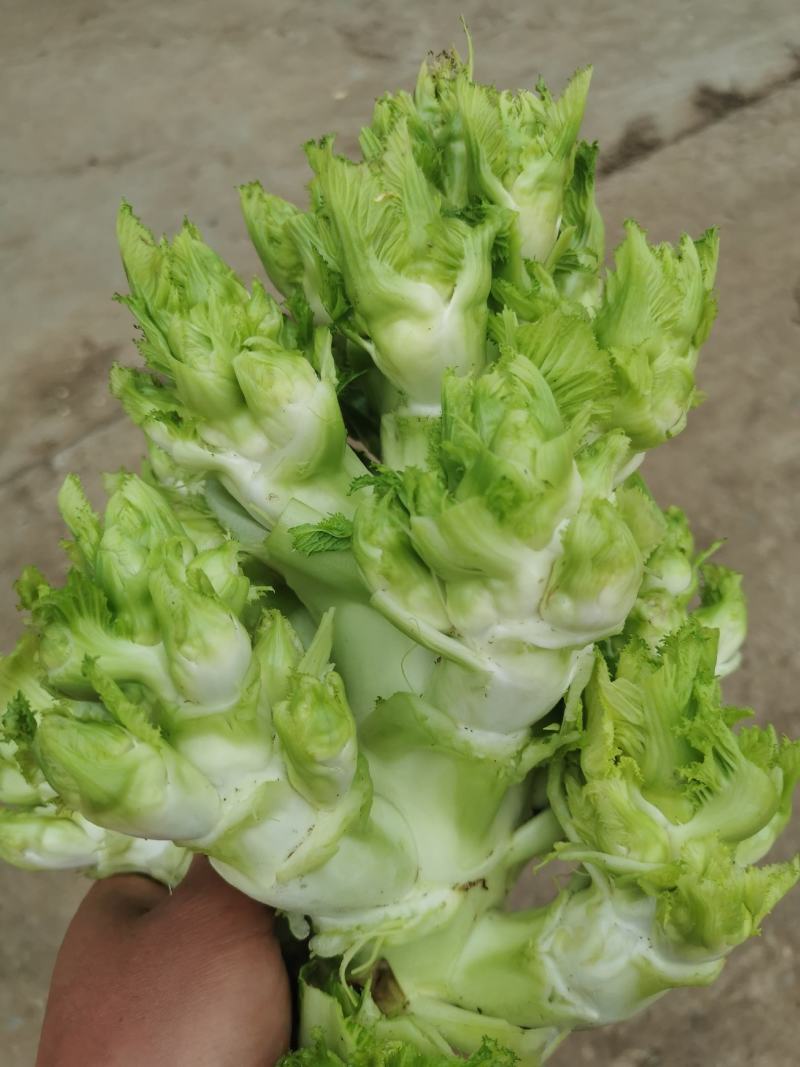 翠绿色芽包环绕，肉质洁白细嫩！宝藏蔬菜：儿菜上市！