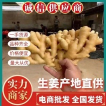 生姜山东生姜坏烂包赔基地直发实力代办量大价优