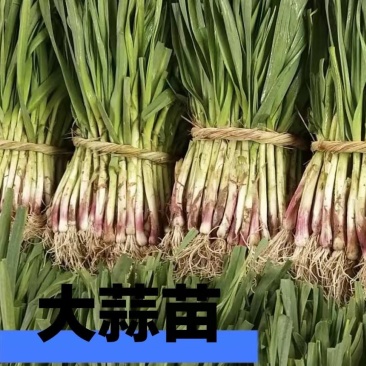 洗蒜泥蒜大量有货有需要的老板欢迎订购