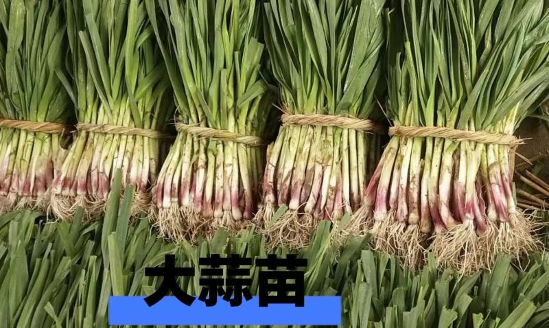 洗蒜泥蒜大量有货有需要的老板欢迎订购