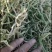 精品水果罗卜干有需要的老板！
