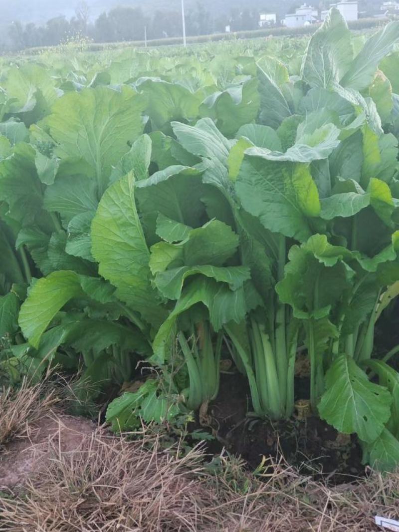 云南大青菜，粉杆青菜，圆杆青菜，春菜，大量上市