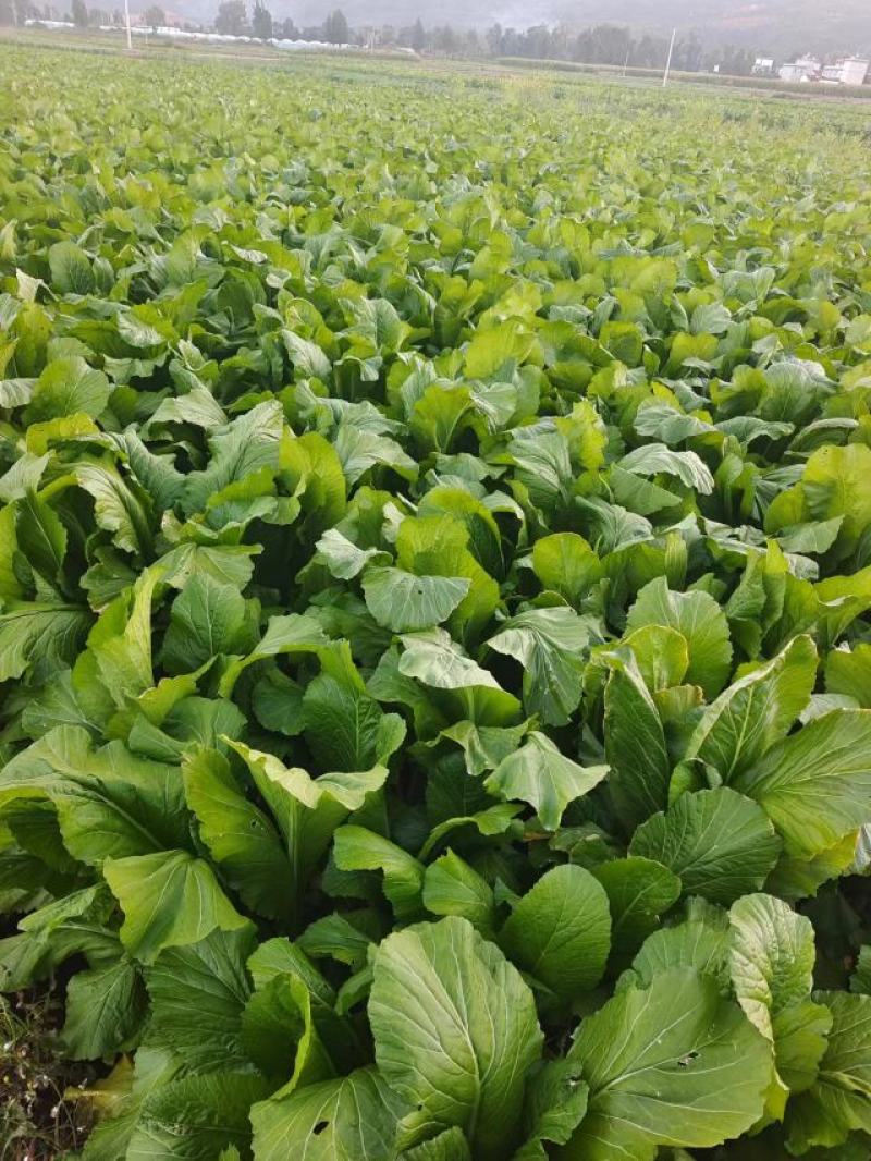云南大青菜，粉杆青菜，圆杆青菜，春菜，大量上市