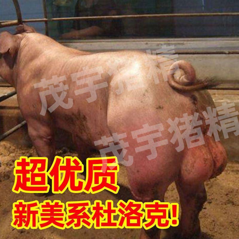 大白长白杜洛克猪精子人工授精猪精液纯种级猪精子配种茂宇