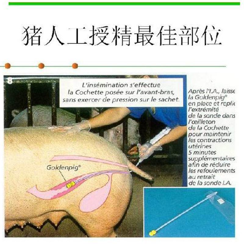 大白长白杜洛克猪精子人工授精猪精液纯种级猪精子配种茂宇