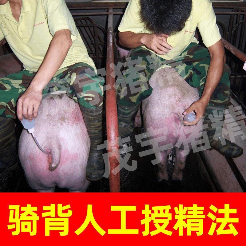 大白长白杜洛克猪精子人工授精猪精液纯种级猪精子配种茂宇