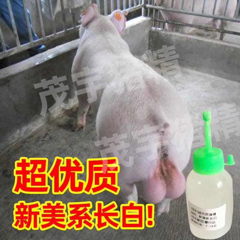 大白长白杜洛克猪精子人工授精猪精液纯种级猪精子配种茂宇