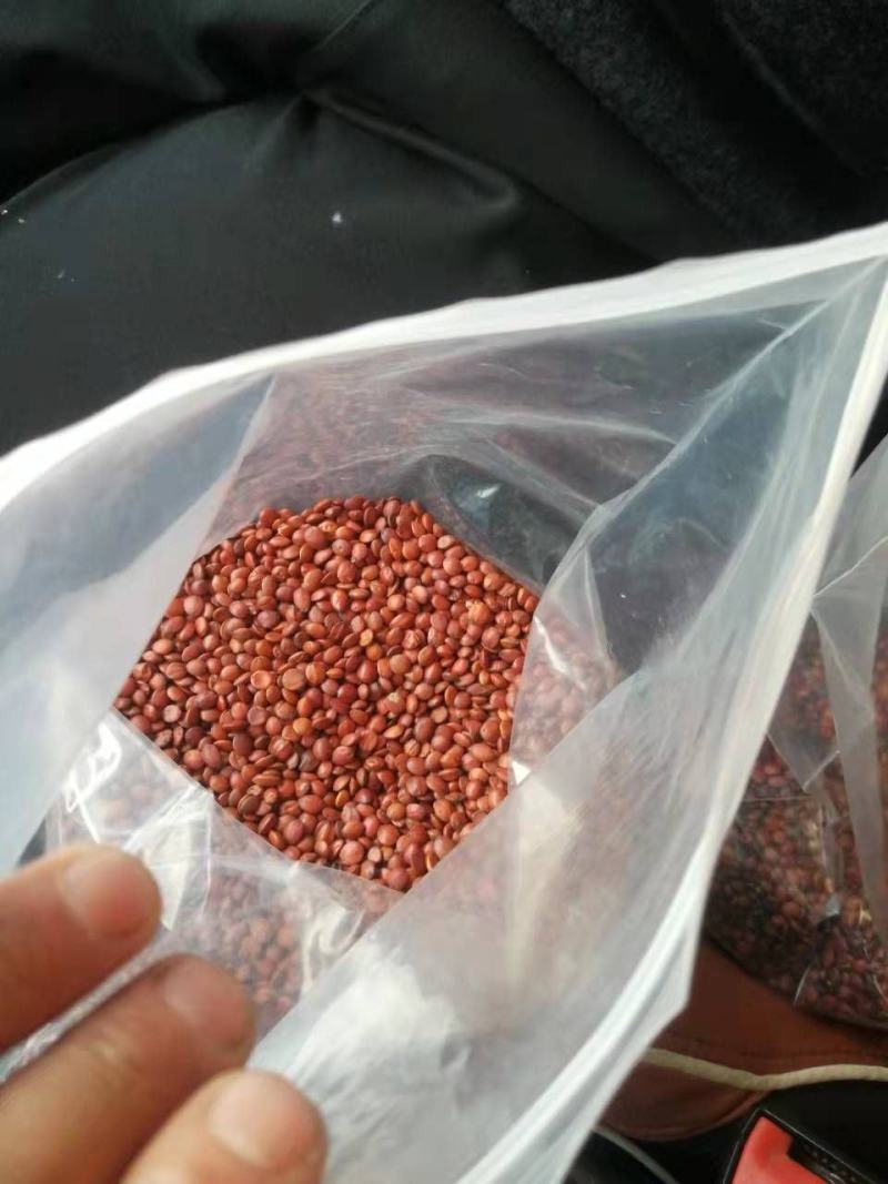 【酸枣仁】来自太行山的酸枣仁，产地发货欢迎选购