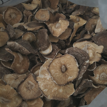可定制菇丝菇粒菇粉及原料干净无杂质出口品质