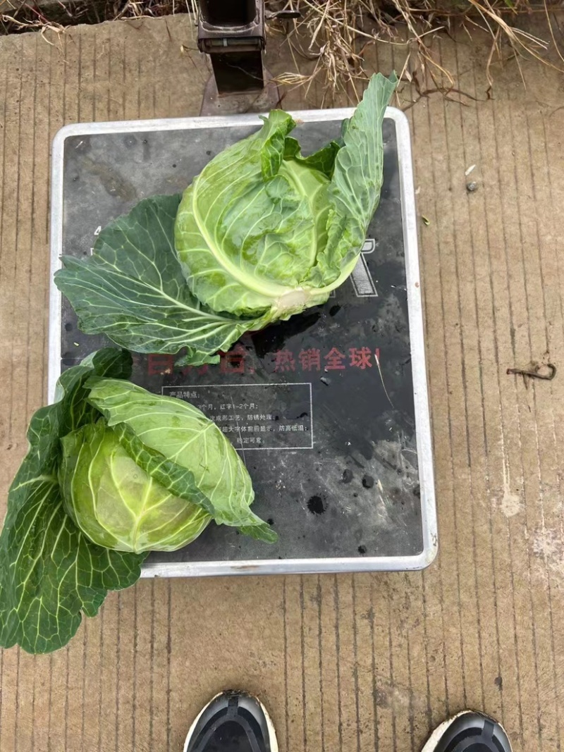 牛心菜，上海奉贤区本地牛心菜100亩现货。