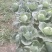 牛心菜，上海奉贤区本地牛心菜100亩现货。