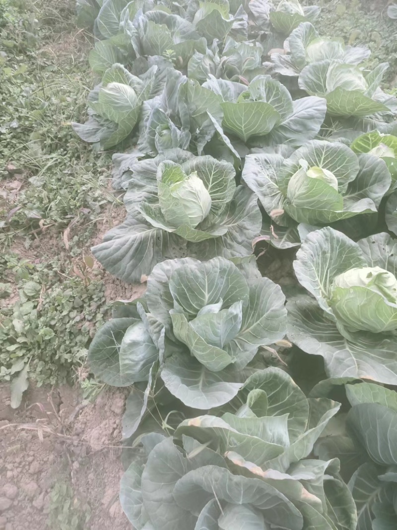牛心菜，上海奉贤区本地牛心菜100亩现货。