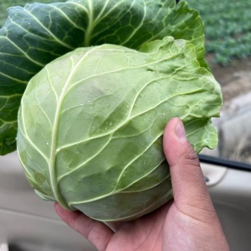 牛心菜，上海奉贤区本地牛心菜100亩现货。