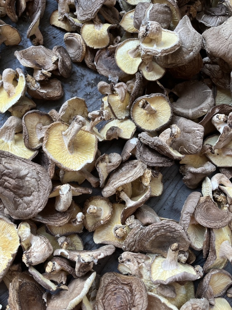 可定制菇丝菇粒菇粉及原料干净无杂质出口品质