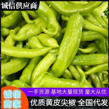 黄皮尖椒，大量上市，质量好，价格低，货源足，一条龙服务