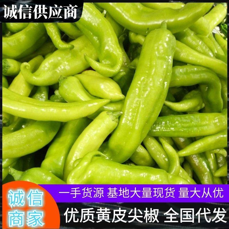 黄皮尖椒，大量上市，质量好，价格低，货源足，一条龙服务