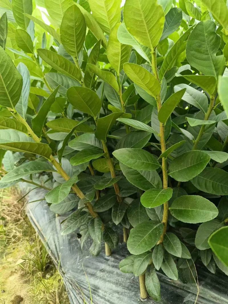 香水柠檬苗，广东香水柠檬，个头大颜色好看，香味扑鼻