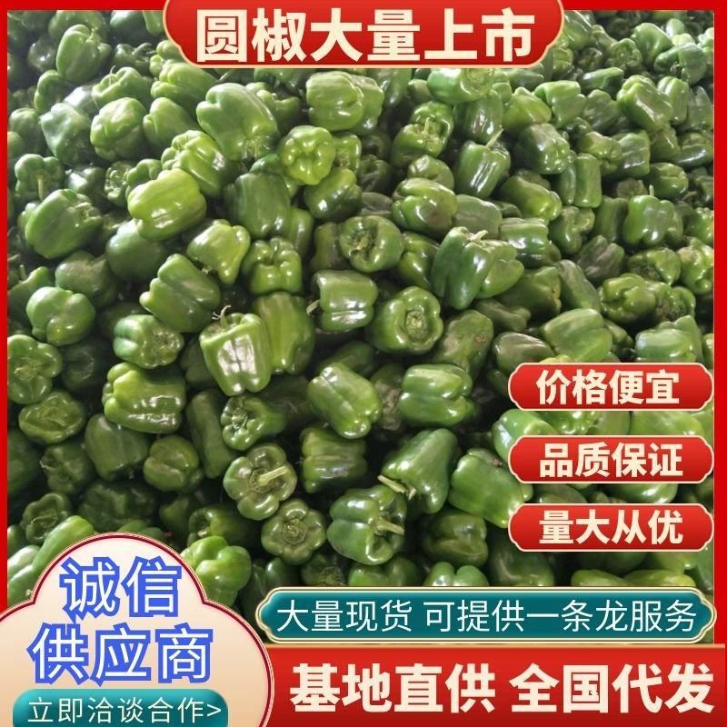 《圆椒》大量上市，质量好价格低，货源充足，一条龙服务