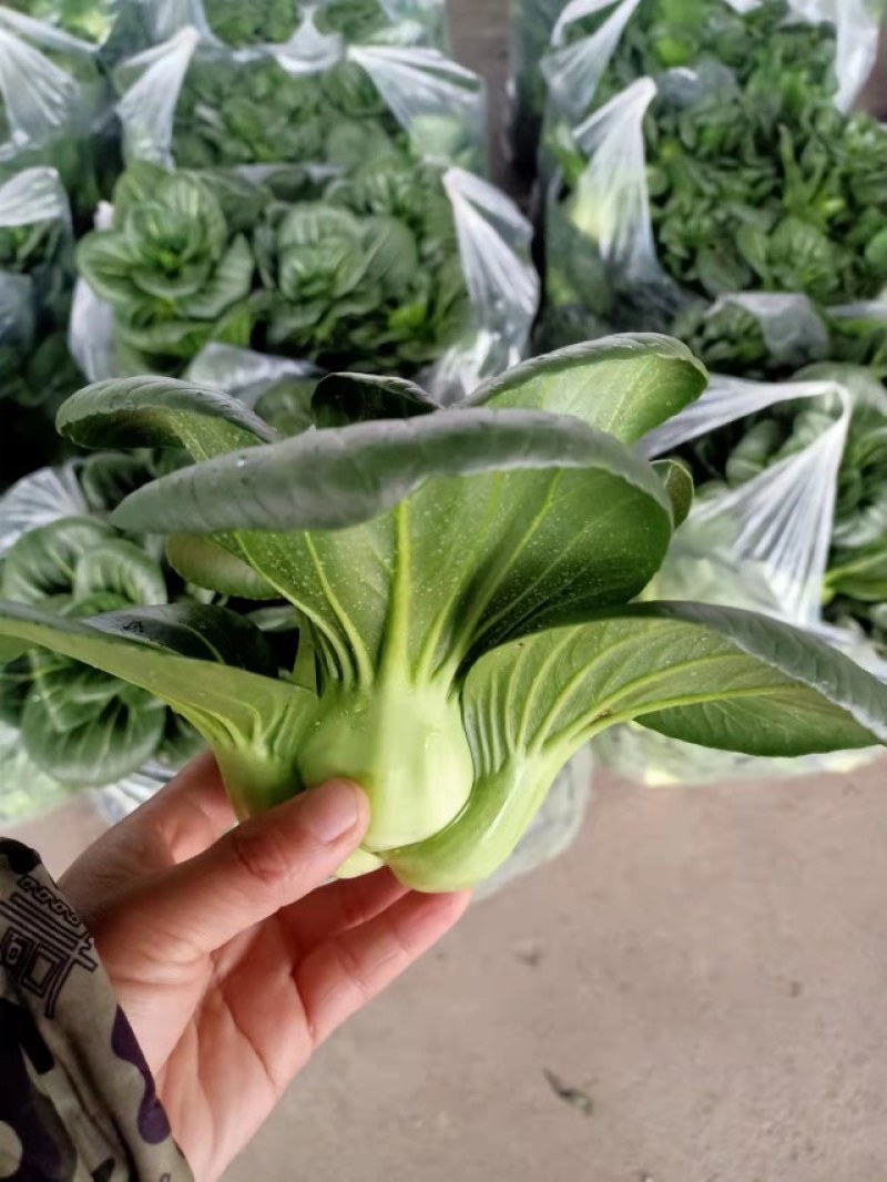 湖北热卖精品油菜，保质保量，脆甜清香，基地直销，上车价