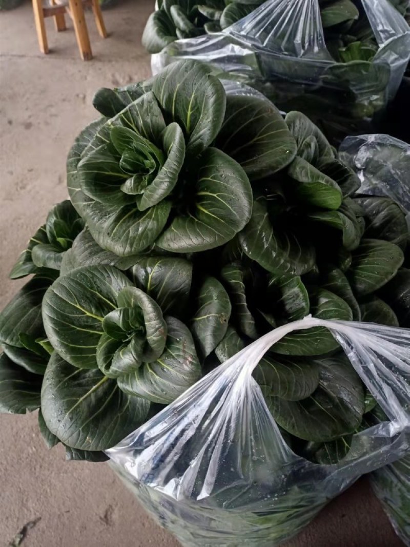湖北热卖精品油菜，保质保量，脆甜清香，基地直销，上车价