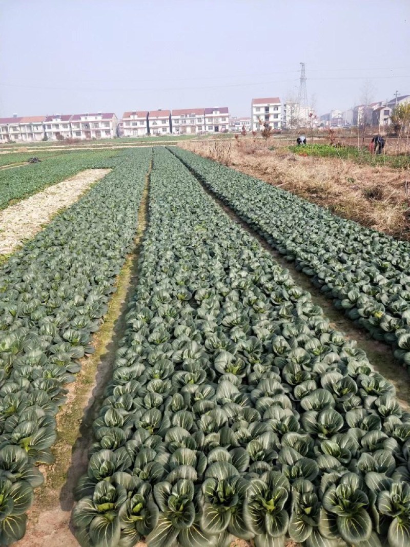 湖北热卖精品油菜，保质保量，脆甜清香，基地直销，上车价