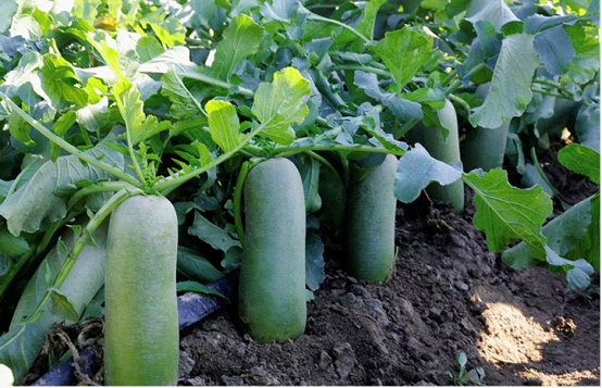 萝卜采收现场图