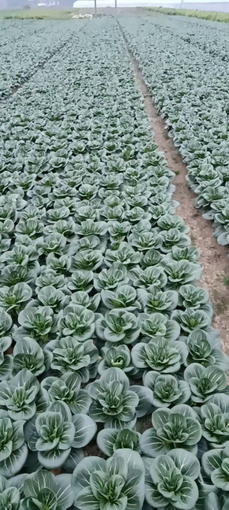 湖北热卖精品油菜，保质保量，脆甜清香，基地直销，上车价