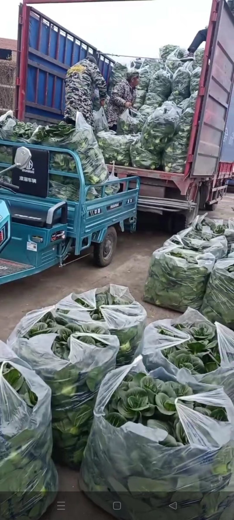 湖北热卖精品油菜，保质保量，脆甜清香，基地直销，上车价
