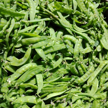 广西横州市荷兰豆上市了，颜色青秀，口感甜，欢迎全国各地老