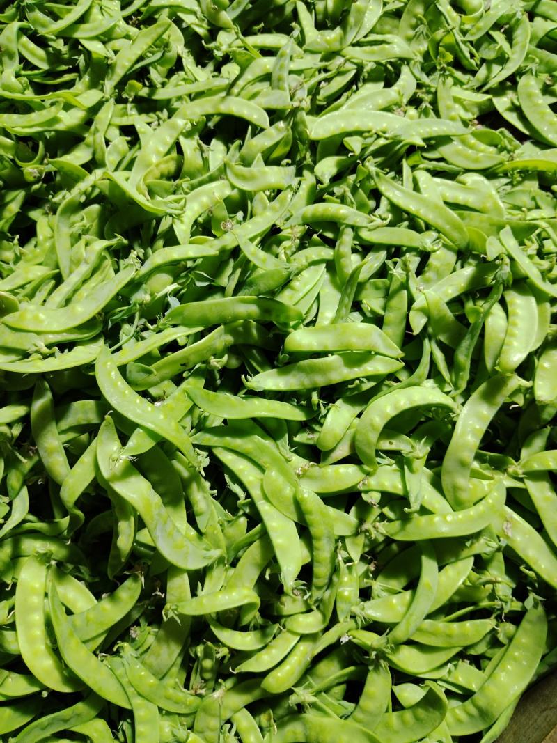 广西横州市荷兰豆上市了，颜色青秀，口感甜，欢迎全国各地老