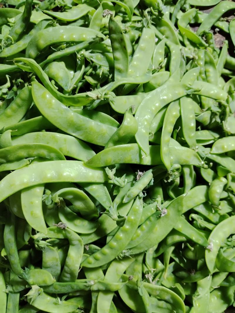 广西横州市荷兰豆上市了，颜色青秀，口感甜，欢迎全国各地老
