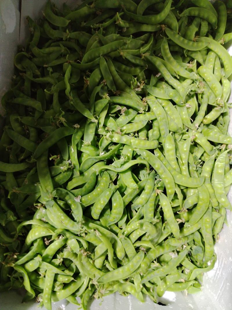 广西横州市荷兰豆上市了，颜色青秀，口感甜，欢迎全国各地老