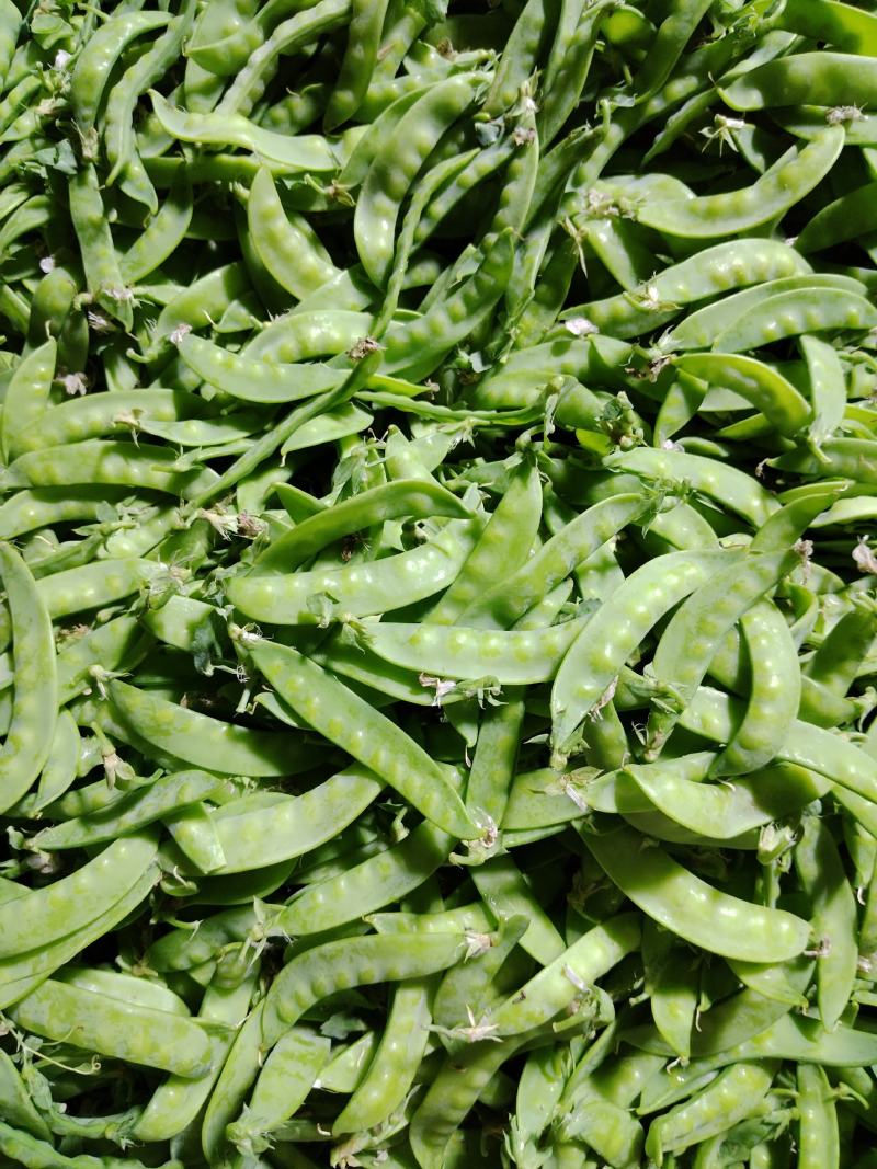 广西横州市荷兰豆上市了，颜色青秀，口感甜，欢迎全国各地老