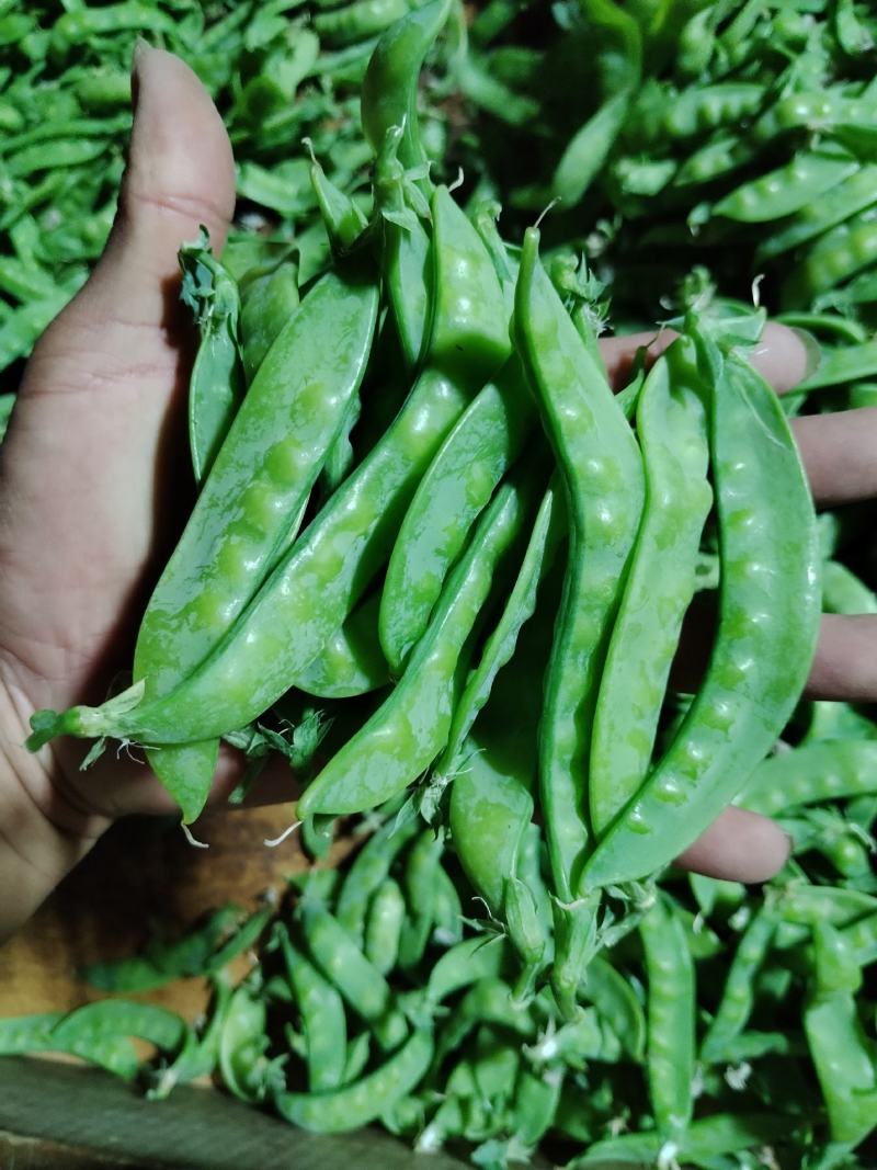 广西横州市荷兰豆上市了，颜色青秀，口感甜，欢迎全国各地老