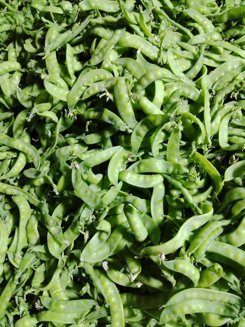 广西横州市荷兰豆上市了，颜色青秀，口感甜，欢迎全国各地老