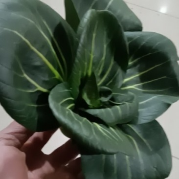 湖北热卖精品油菜，保质保量，脆甜清香，基地直销，上车价