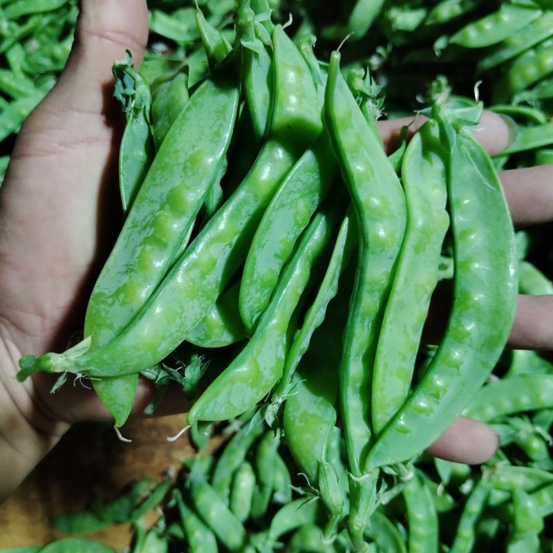 广西横州市荷兰豆上市了，颜色青秀，口感甜，欢迎全国各地老