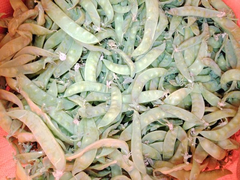 广西横州市荷兰豆上市了，颜色青秀，口感甜，欢迎全国各地老