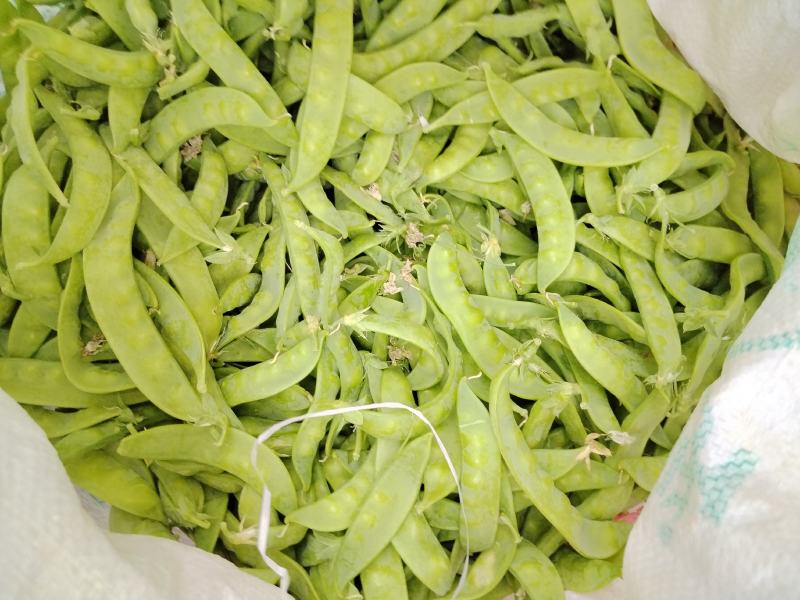 广西横州市荷兰豆上市了，颜色青秀，口感甜，欢迎全国各地老