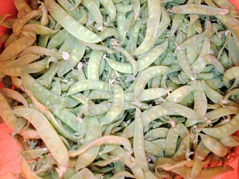 广西横州市荷兰豆上市了，颜色青秀，口感甜，欢迎全国各地老