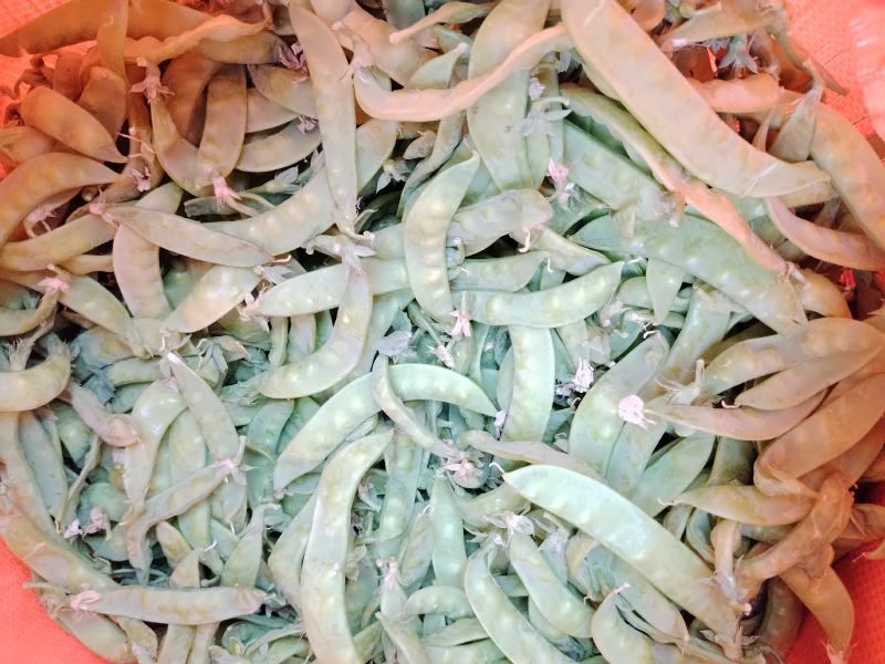 广西横州市荷兰豆上市了，颜色青秀，口感甜，欢迎全国各地老