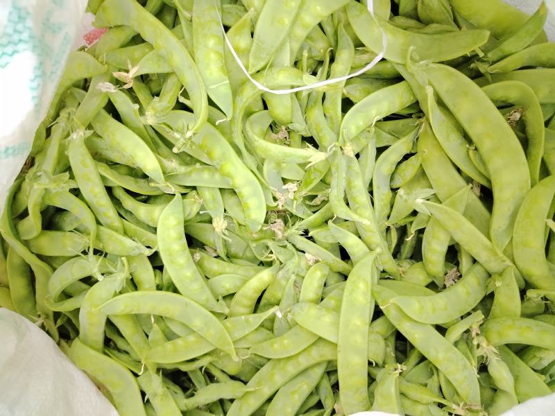 广西横州市荷兰豆上市了，颜色青秀，口感甜，欢迎全国各地老