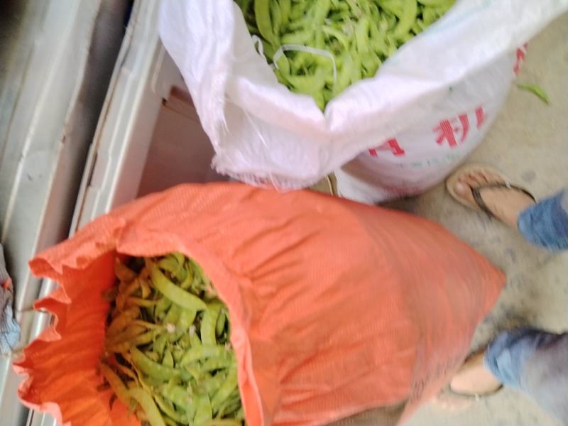 广西横州市荷兰豆上市了，颜色青秀，口感甜，欢迎全国各地老