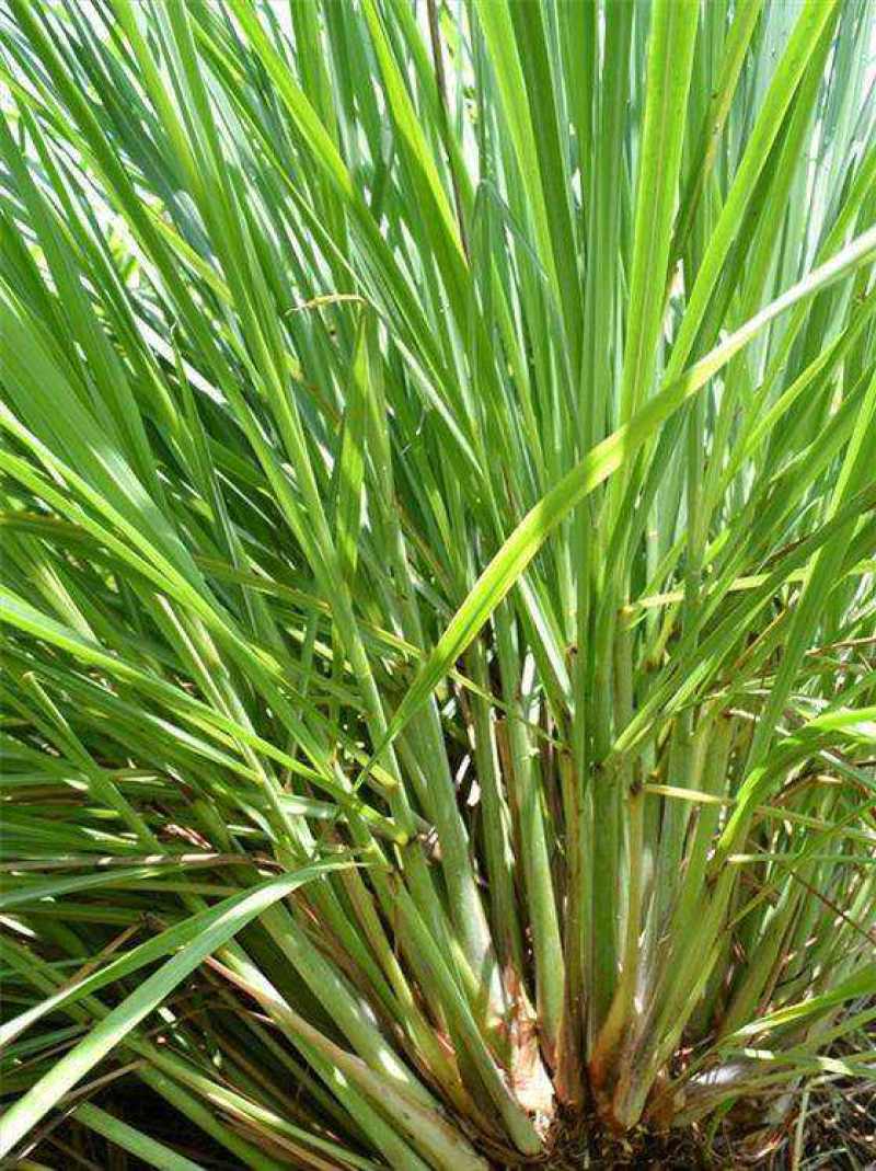 香茅草种子四季种室外庭院易活草籽进口香水茅柠檬草驱蚊香草