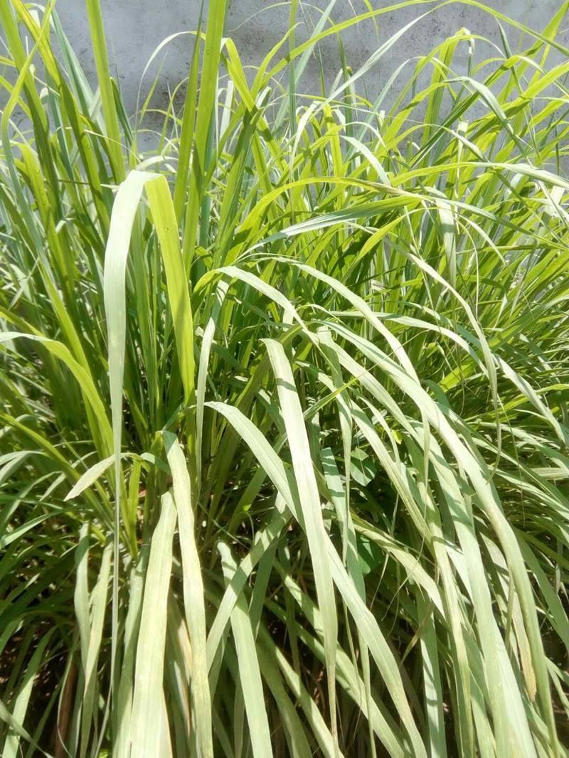香茅草种子四季种室外庭院易活草籽进口香水茅柠檬草驱蚊香草