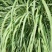 香茅草种子四季种室外庭院易活草籽进口香水茅柠檬草驱蚊香草
