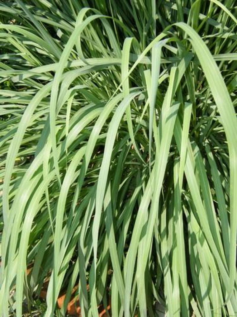 香茅草种子四季种室外庭院易活草籽进口香水茅柠檬草驱蚊香草