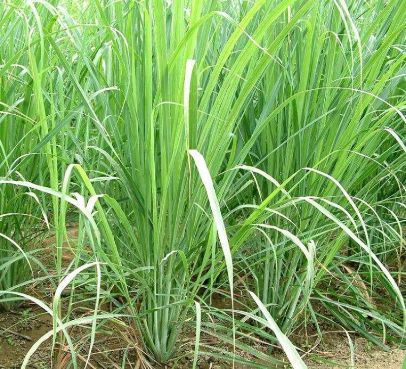 香茅草种子四季种室外庭院易活草籽进口香水茅柠檬草驱蚊香草