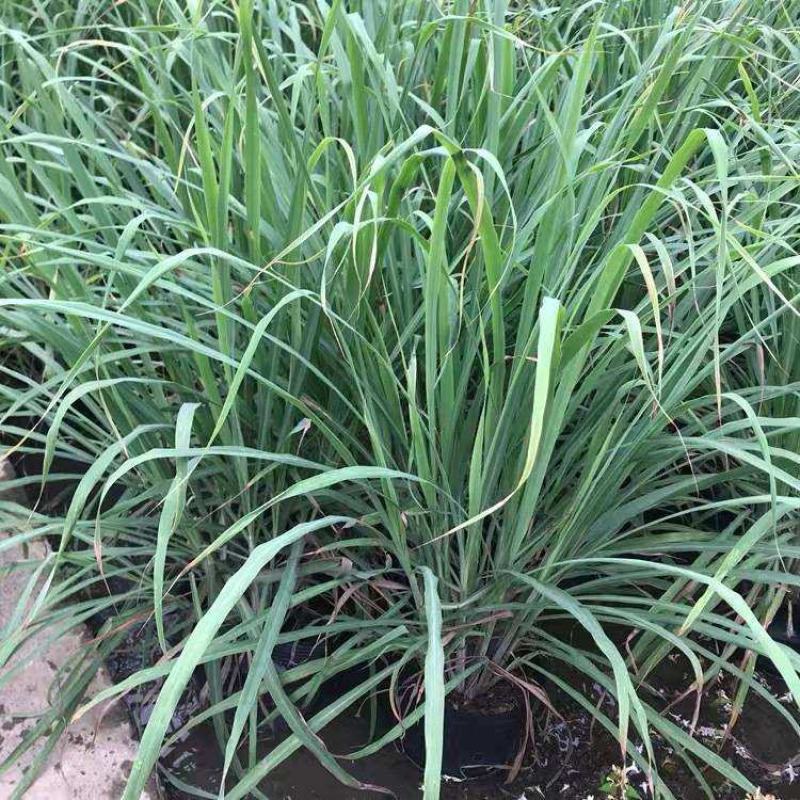 香茅草种子四季种室外庭院易活草籽进口香水茅柠檬草驱蚊香草